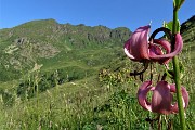17 Giglio martagone (Lilium martagon) con Monte Spondone  da sfondo